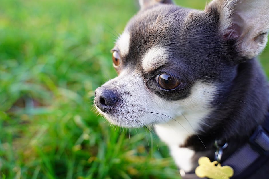 Wie lange humpelt ein Hund nach einer Kreuzband-Operation?
