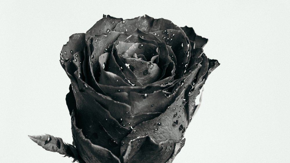 schwarze rose mit blut